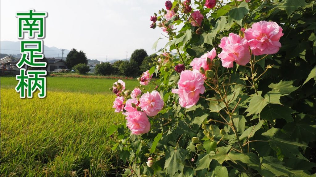 Blooming Cotton rosemallow in the rice fields. The color of flowers change pink from white. 南足柄 #4K