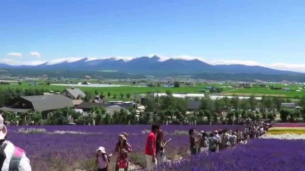 ラベンダー 「彩りの畑」  ファーム富田 (2014/07) Lavender Hokkaido Japan