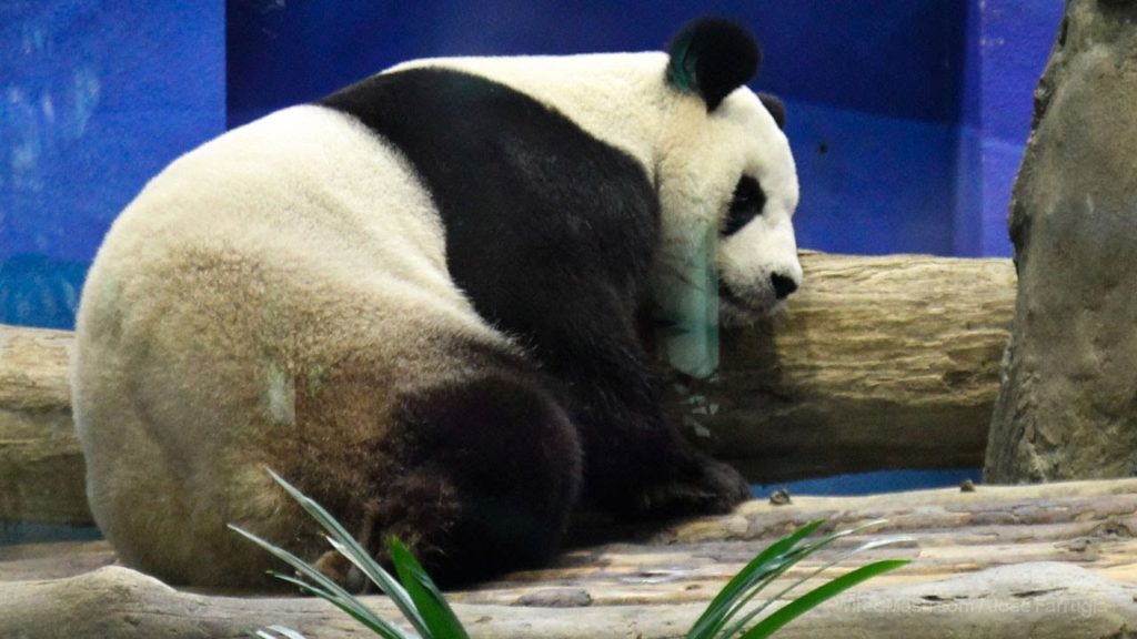 Taipei Zoo (臺北市立動物園) - Panda Mania