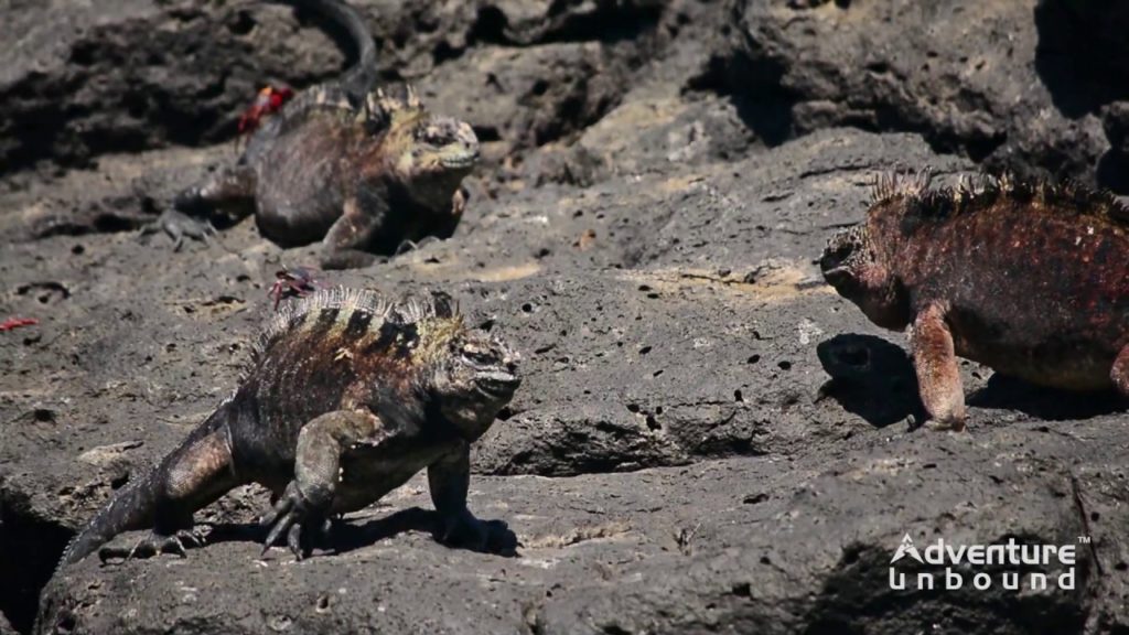 Galapagos Unbound - 10 Years in the Galapagos