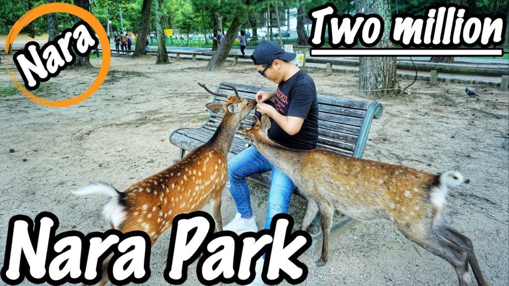 🇯🇵[Part.114] Nara Park where I can play with deer in Japan, the deer ask for snacks by themselves