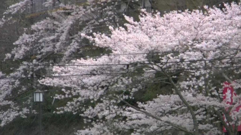 桜・臨済宗方広派本山・方広寺5(浜松市奥山）,Sakura,Hoko-temple,Hamamatsu,Japan