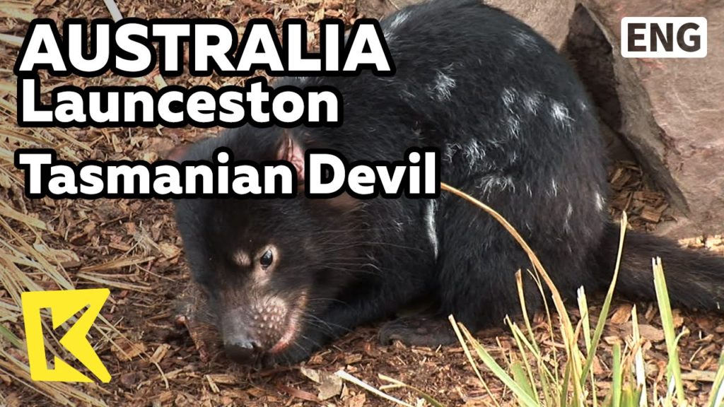【K】Australia Travel-Launceston[호주 여행-론서스턴]태즈메이니아 데빌/Tasmanian Devil/Wild Animal/Kangaroo/Tasmania