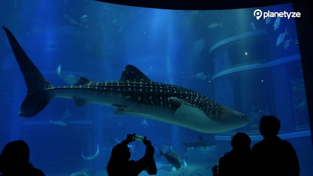 Osaka Aquarium Kaiyukan – One of the Largest Fish Tanks in the World. Osaka Aquarium Kaiyukan - One of the Largest Fish Tanks in the World.