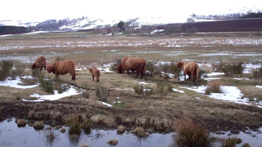 Easter Sunday Highland Cows Angus Scotland