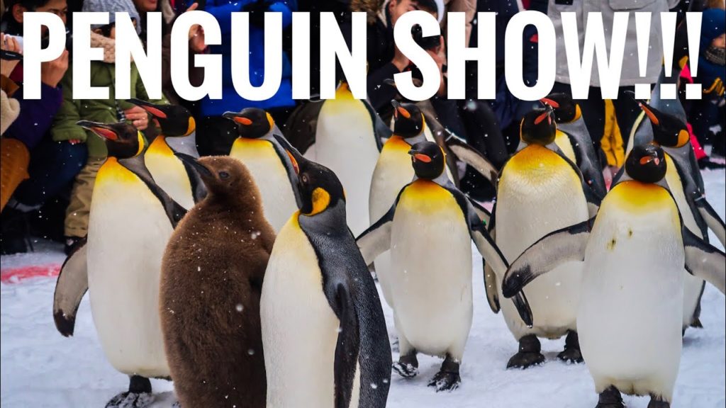 HGJ VLOG 96 - LIHAT PENGUIN SHOW DI ASAHIYAMA ZOO, ASAHIKAWA, HOKKAIDO