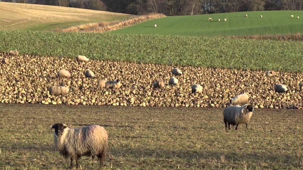 Sheep Stormontfield Perthshire Scotland