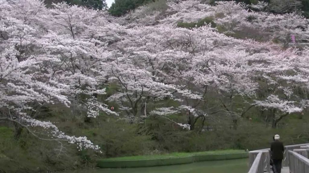 桜・臨済宗方広派本山・方広寺6（浜松市奥山）,Sakura,Hoko-temple,Hamamatsu,Japan