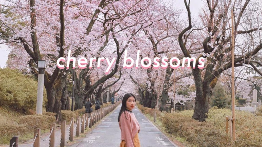 cherry blossoms in tokyo & my favorite ramen  | japan vlog