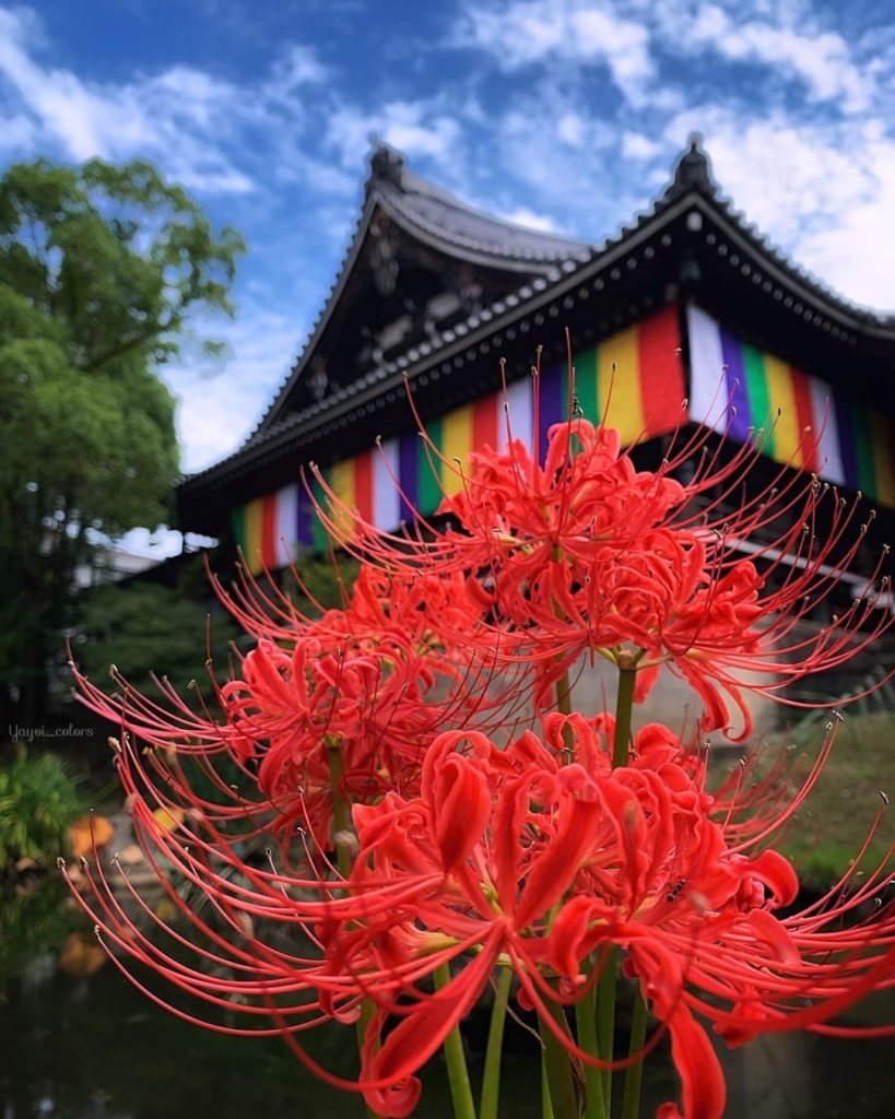 When it comes to seasonal flowers at this time of year, we love higanbana, or re...