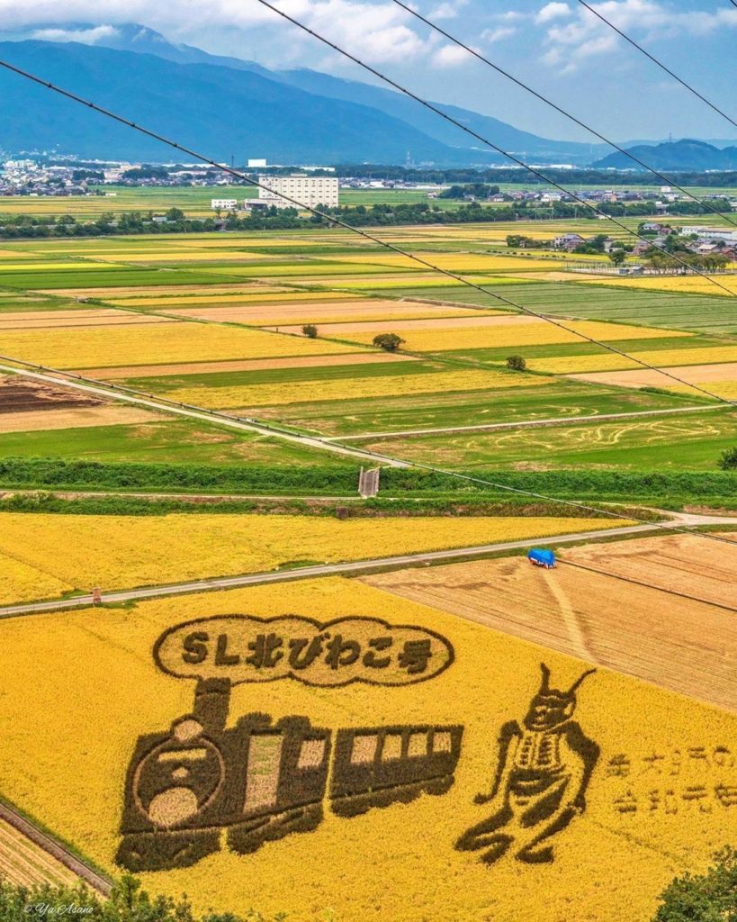 Find a rice field, and turn it into large-scale art! These kinds of creations ar...