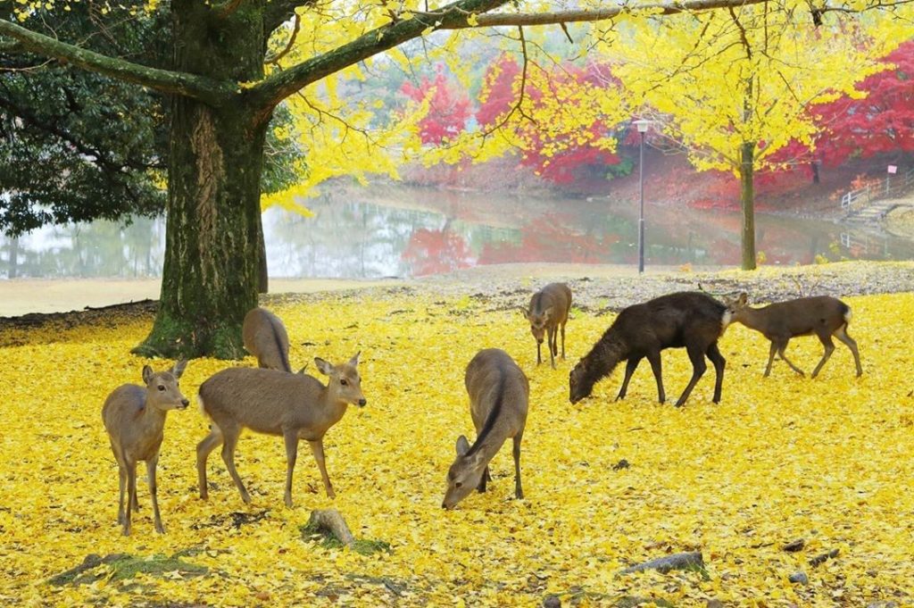 Visit Japan: We can’t wait for fall to start! From north to south, leaves around country tran… We can't wait for fall to start! From north to south, leaves around country tran...