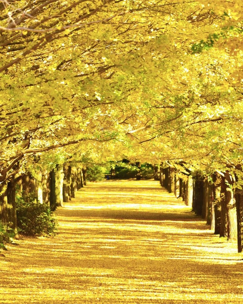 .
Ginkgo trees form a beautiful golden tunnel during autumn in Tokyo #UncommonOc...