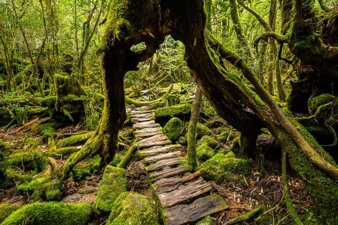 yakushima japan visit