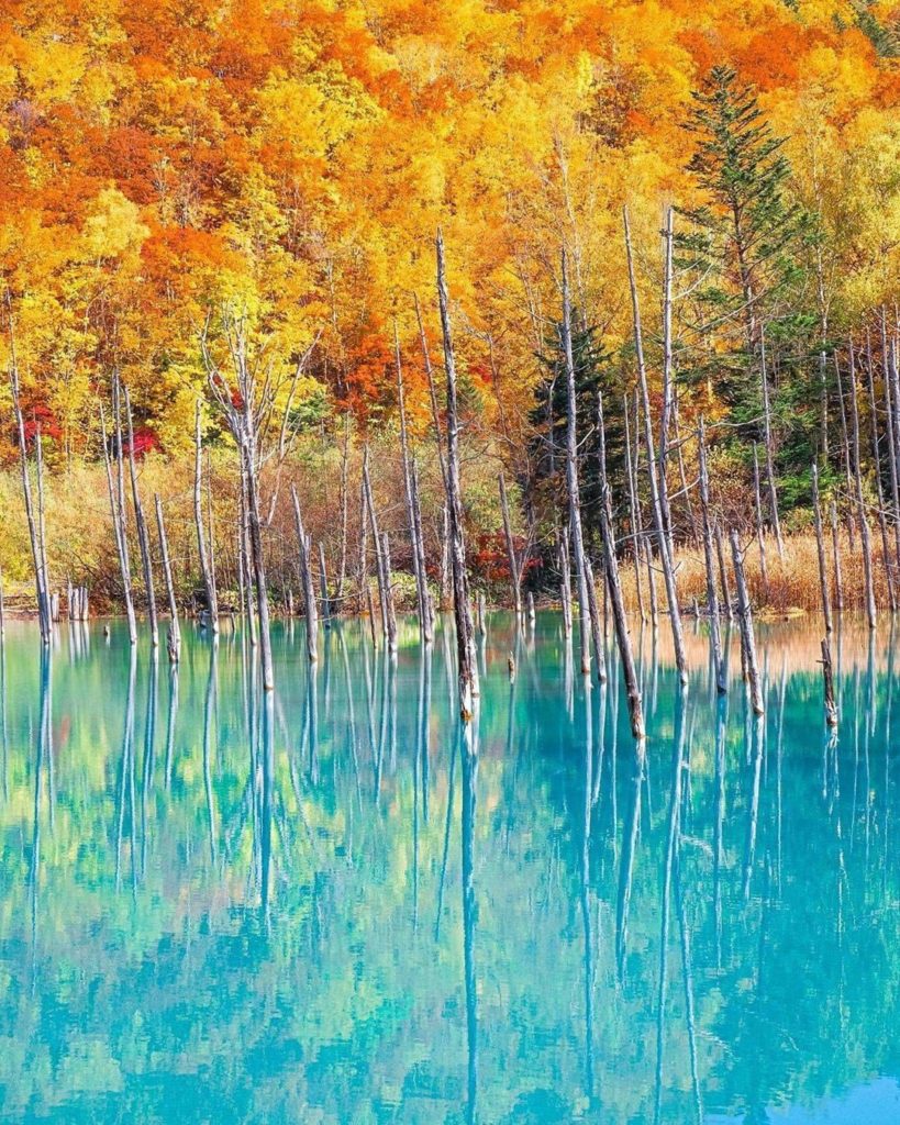 Japan Travel: The colors at the Blue Pond in Biei, Hokkaido, are mind blowing right now! @trav… The colors at the Blue Pond in Biei, Hokkaido, are mind blowing right now! @trav...