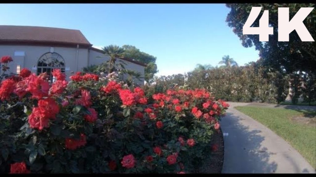 I beg your pardon, I promised you a Rose Garden, Rose Garden in 4K Ultra HD I beg your pardon, I promised you a Rose Garden, Rose Garden in 4K Ultra HD