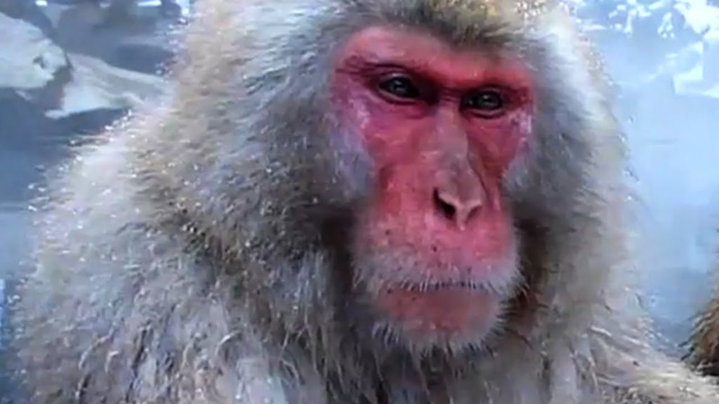 Jigokudani Monkey Park - Visit Japan