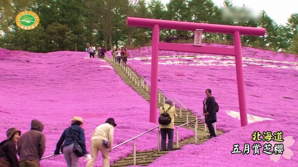 超值旅遊 - 日本北海道風情 (5月-賞芝櫻)