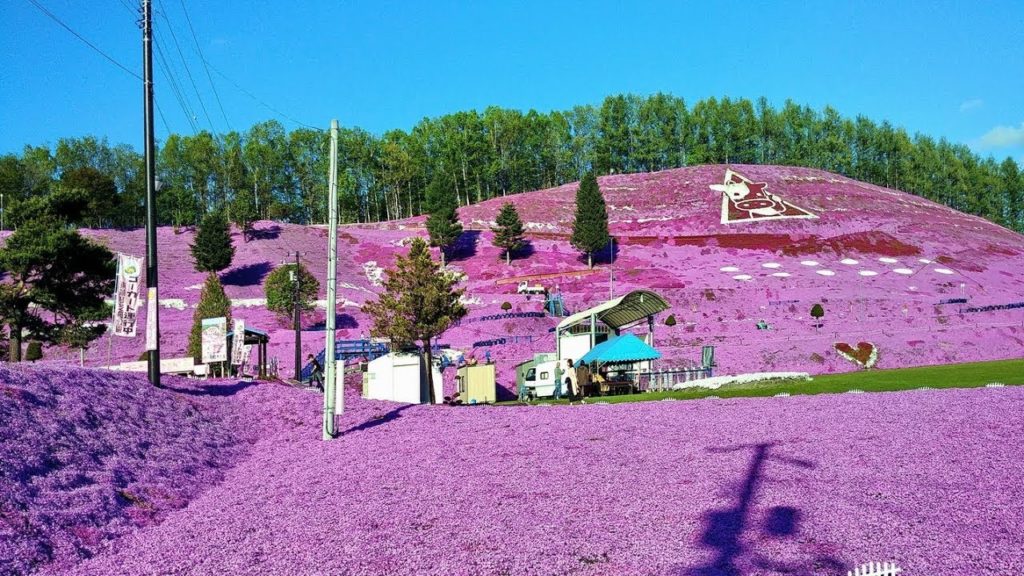 Shibazakura Alo Japan Shibazakura Alo Japan