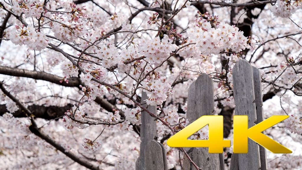 Yanaka Cemetery Cherry blossoms - Tokyo - 谷中霊園 - 4K Ultra HD