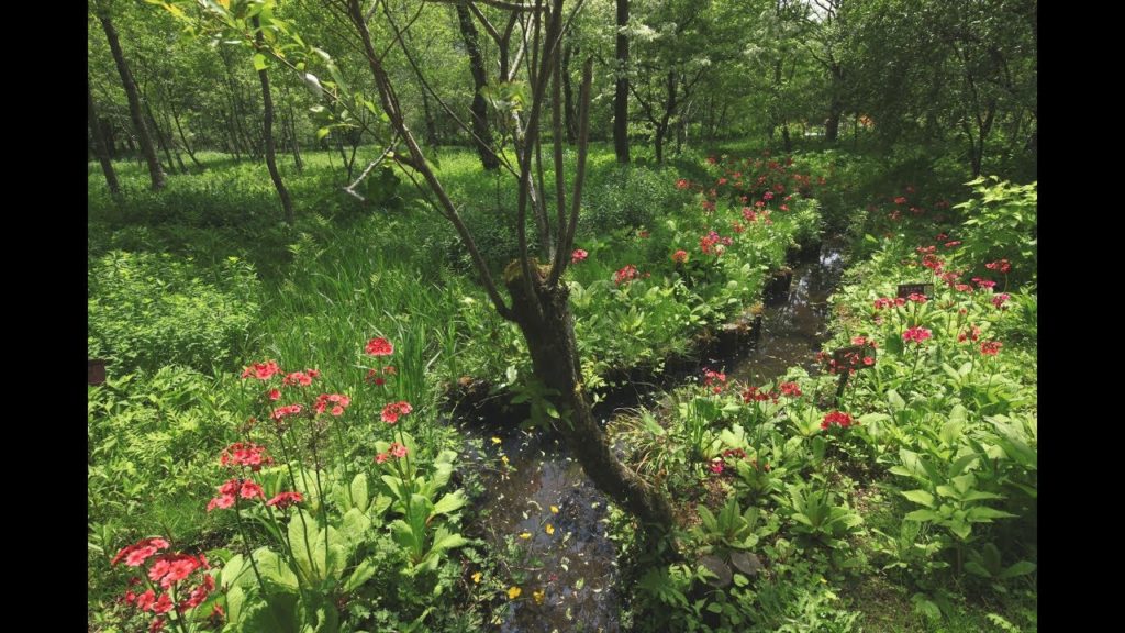 JG☆☆☆ 神奈川 箱根湿性花園 Kanagawa,Hakone Botanic Garden of Wetland