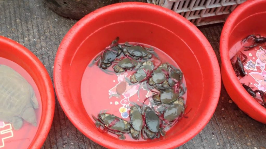 Fish shop at my local market: fishes, snake, crabs, crayfish, turtle...