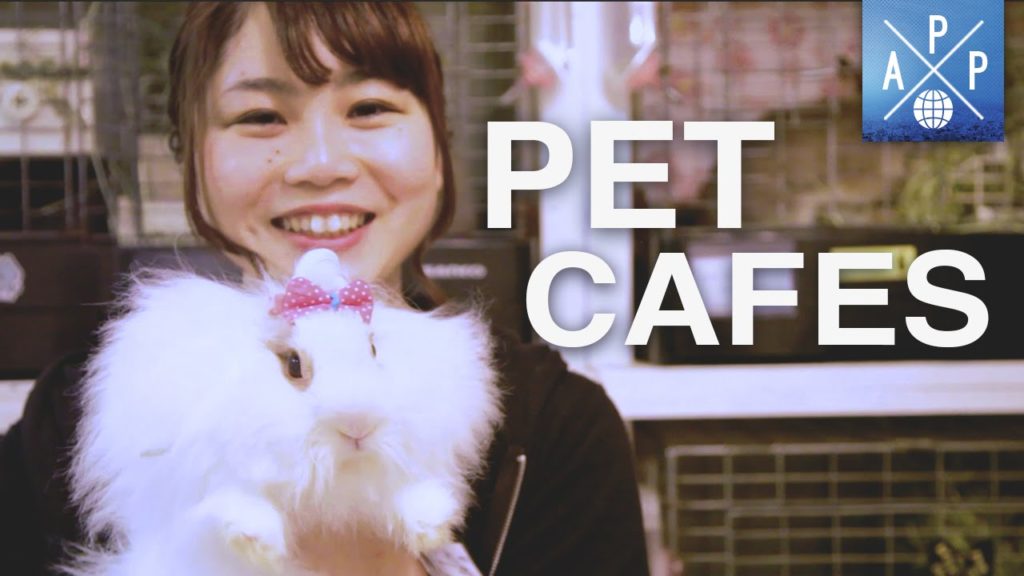 Inside The Pet Cafés Of Japan Inside The Pet Cafés Of Japan