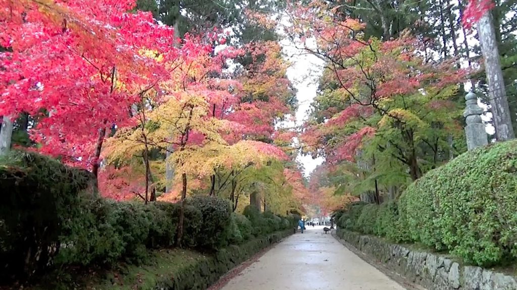 高野山　壇上伽藍　金剛峯寺（世界遺産）2015 11　小雨