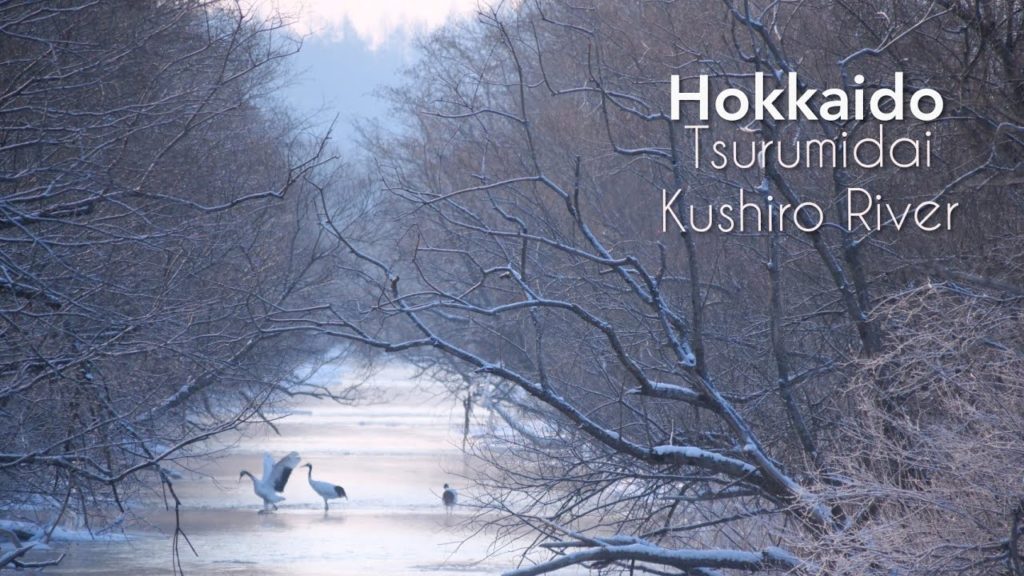Adeyto ❄️ HOKKAIDO Red-Crowned Cranes KUSHIRO Marshlands River 📽️ Huawei P20 PRO