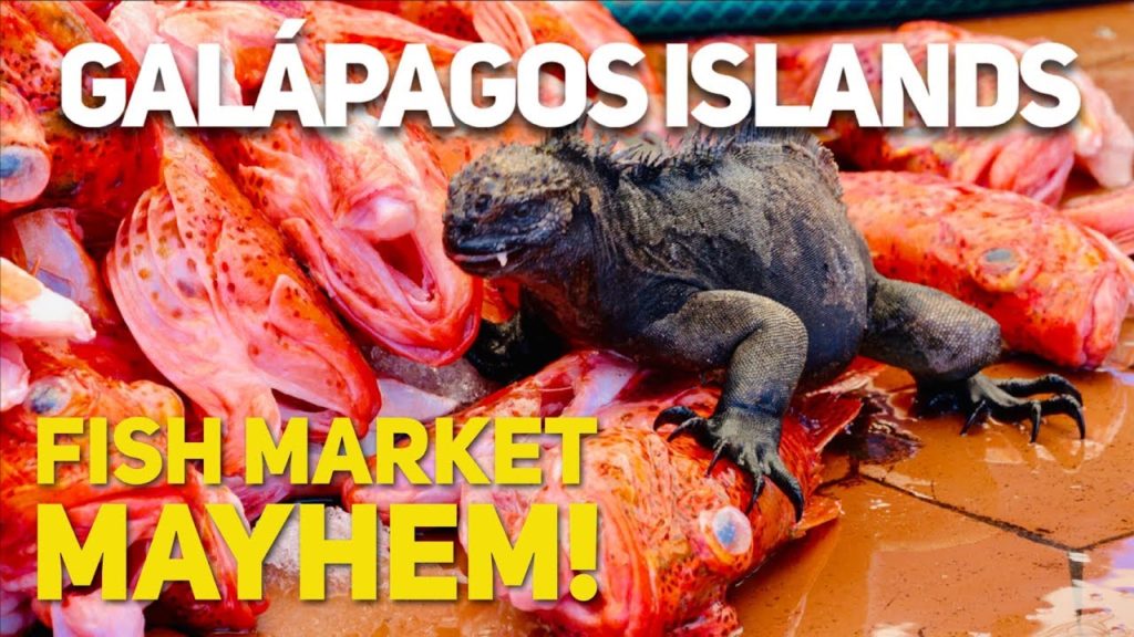 The MAGICAL and CRAZY Fish Market in the Galapagos!