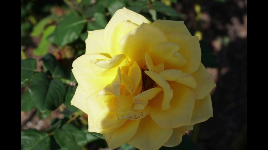 Cycling through Japan Part190 Yatsushiro→Akune