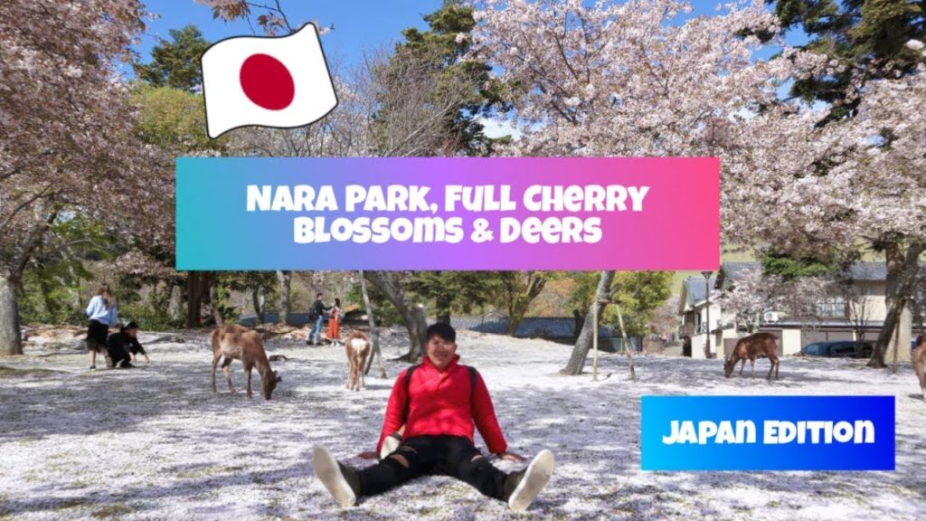 OSAKA TRAVEL VLOG, at Nara Park, Osaka.