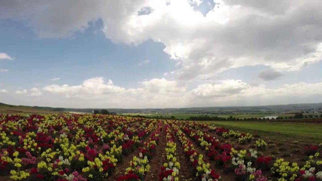 【自然と温泉とおいしさと】上富良野のフラワーランドかみふらの