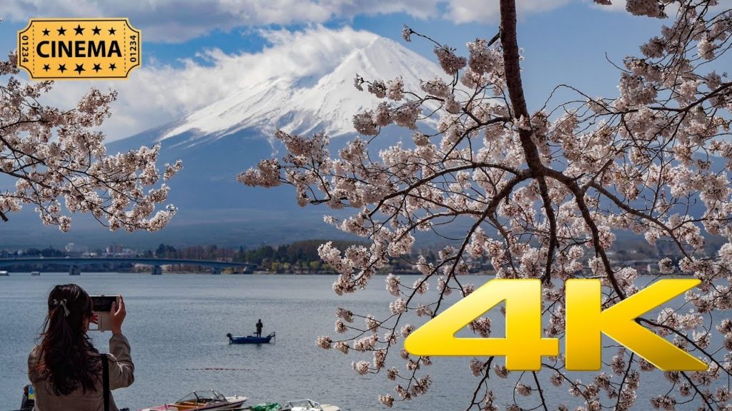 [Cinematic] Kawaguchiko Cherry Blossoms - Yamanashi -  河口湖 - 4K Ultra HD
