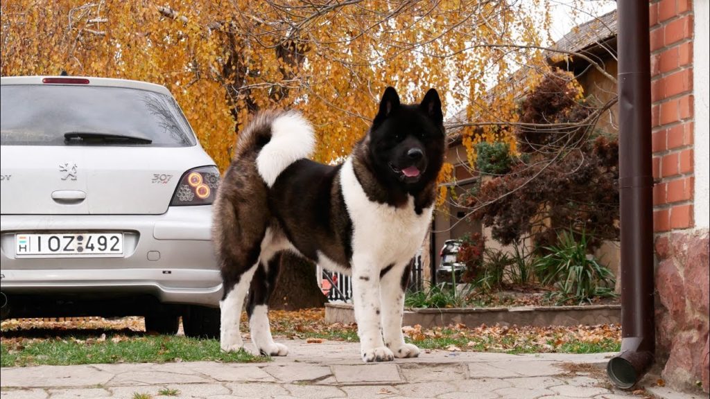 My Akita | Cinematic | LUMIX G7 | 4K | Feiyu A2000