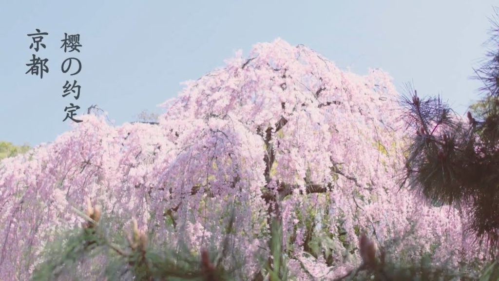 A Minute You Can Know Japan / Kyoto Beauty Aerial View