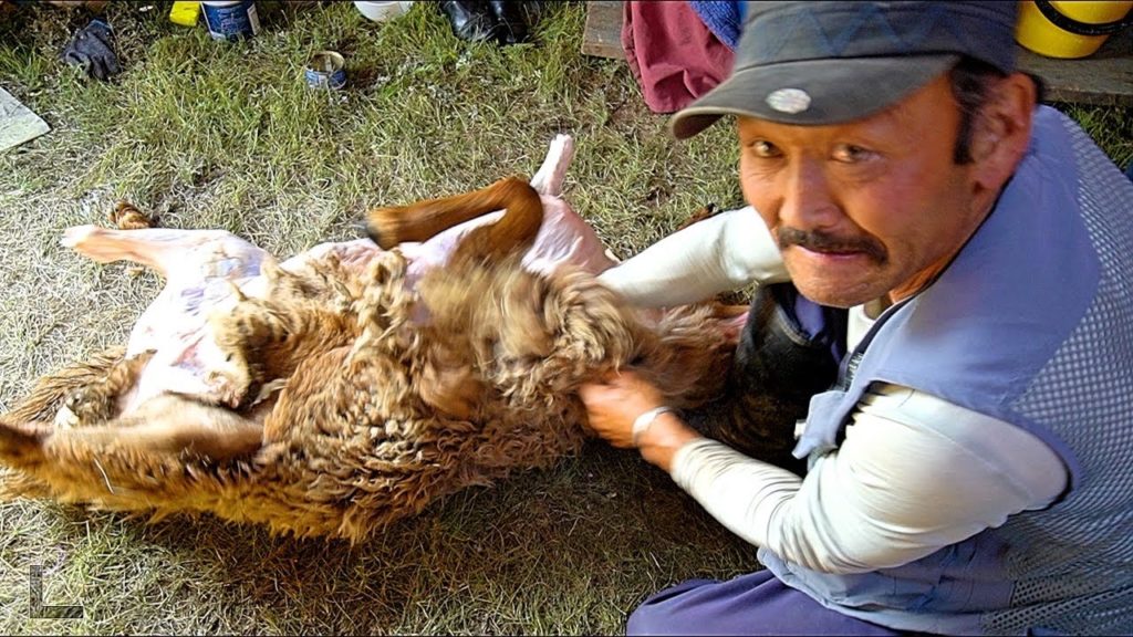 Mongolian BBQ "Khorkhog" – FULL SHEEP Nomadic Barbecue in Mongolia | BEST Mongolian Food!! Mongolian BBQ "Khorkhog" - FULL SHEEP Nomadic Barbecue in Mongolia | BEST Mongolian Food!!