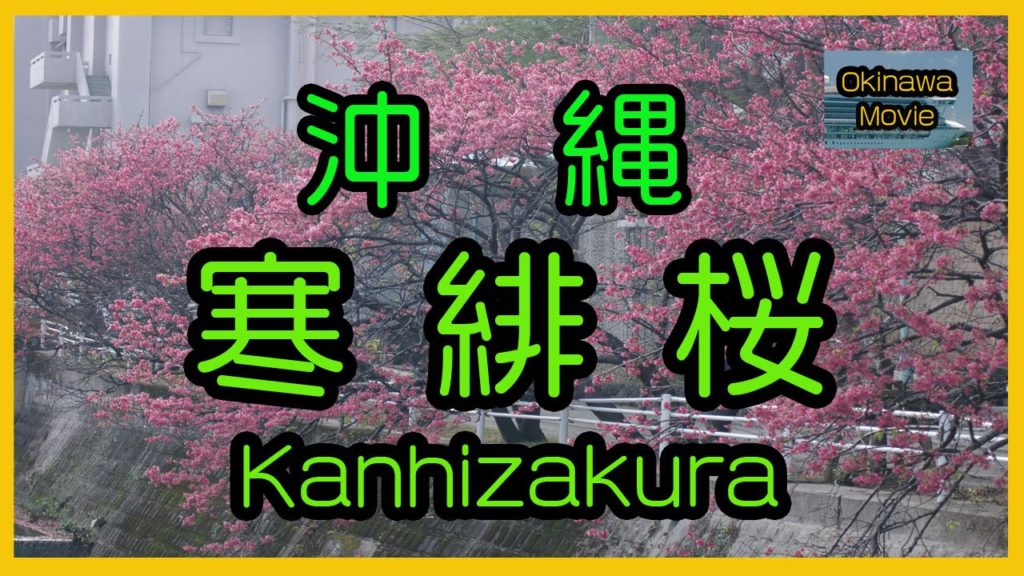 沖縄 寒緋桜 Kanhizakura ２０１６（Naha Yogi Park 那覇与儀公園）Okinawa