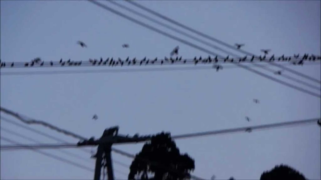 Crows in Hakodate