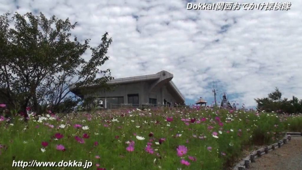 鷲ヶ峰コスモスパーク 動画 【HD 高画質対応】