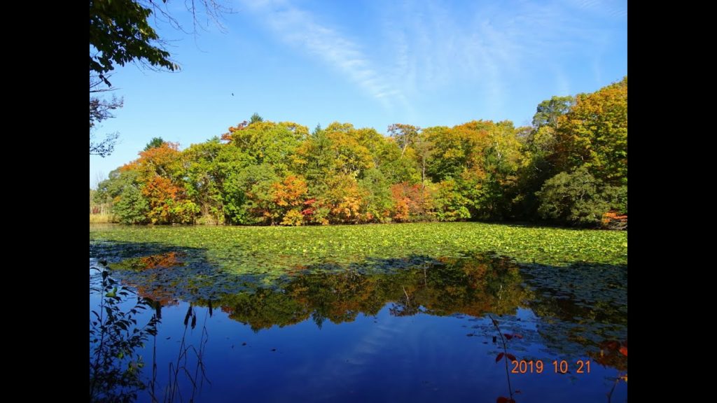 小沼湖畔を歩く[HD]　2019年10月21日