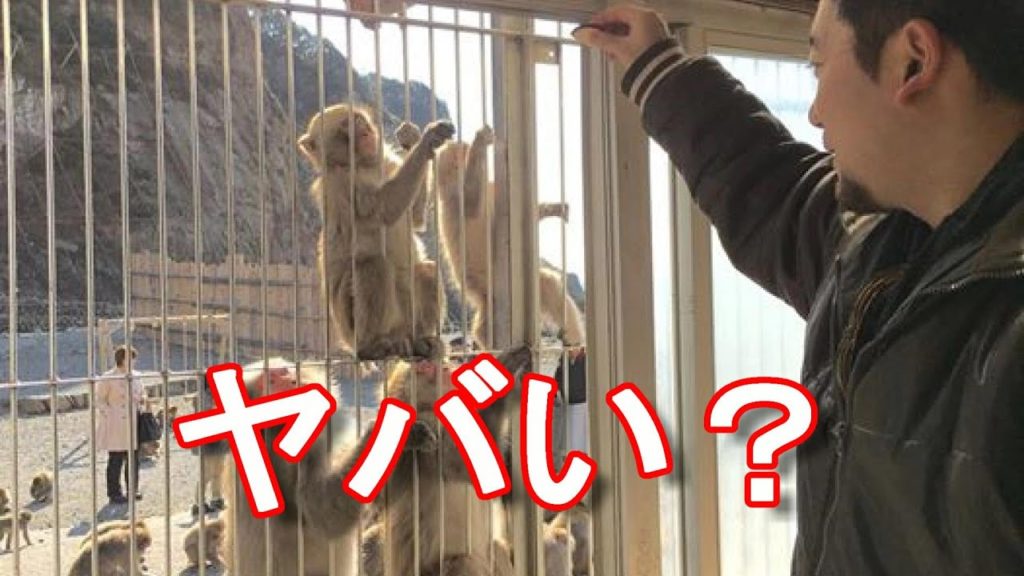 アキーラさんお薦め③静岡県南伊豆・波勝崎!野生猿達との交流!餌づけ編!Monkey-mountain in Minami-Izu-town,Shizuoka,Japan アキーラさんお薦め③静岡県南伊豆・波勝崎!野生猿達との交流!餌づけ編!Monkey-mountain in Minami-Izu-town,Shizuoka,Japan
