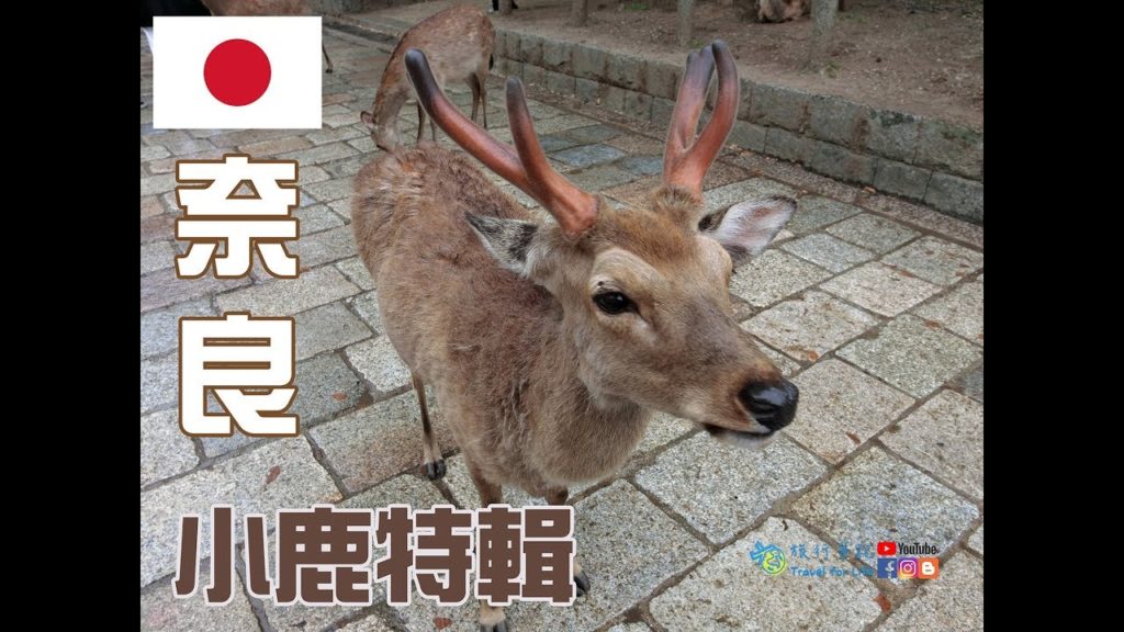 【日本】日本旅行#3|奈良| 在這裡我是老大!奈良小鹿特輯! 【日本】日本旅行#3|奈良| 在這裡我是老大!奈良小鹿特輯!