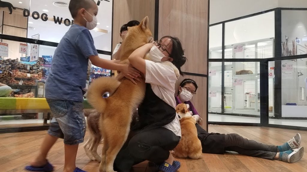 Khó tin siêu thị Nhật bán cặp chó Akita 60 triệu ở Sài Gòn Khó tin siêu thị Nhật bán cặp chó Akita 60 triệu ở Sài Gòn