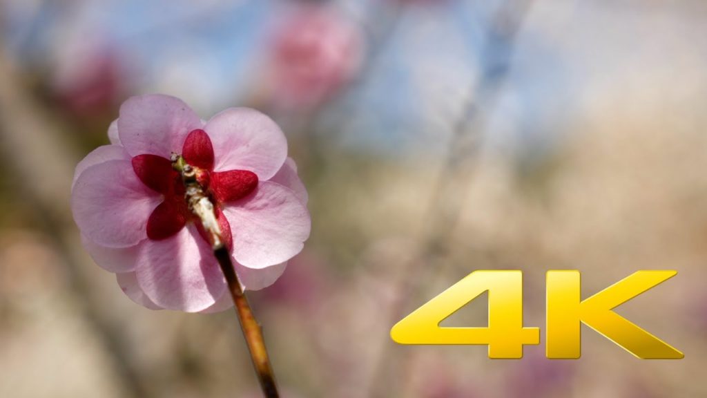 Hachioji Kogesawa Bairin Plum Blossom - 木下沢梅林 - 4K Ultra HD
