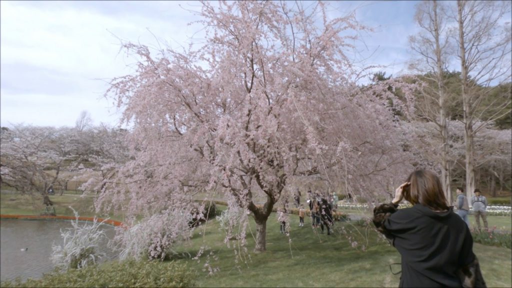 Japan | Cherry Blossoms and Tulips at Hamamatsu Flower Park