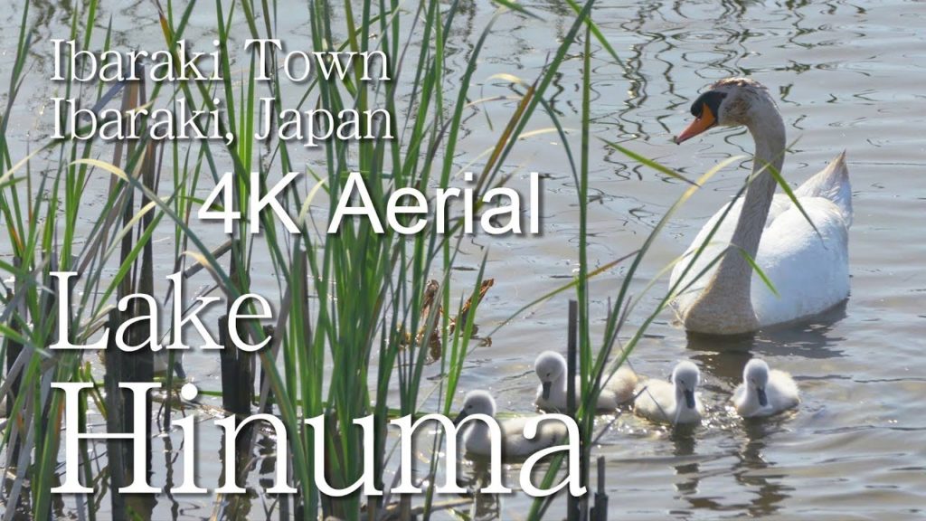 【 The Ramsar Convention】　Lake Hinuma　［4K］Ibaraki Town｜VISIT IBARAKI, JAPAN -OTHER SIGHTS-