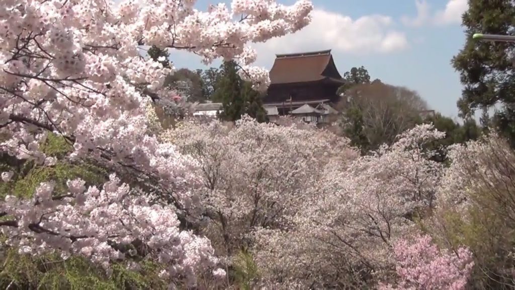 28 Japanerlebnisse - Kirschblütenparadies Yoshino-yama