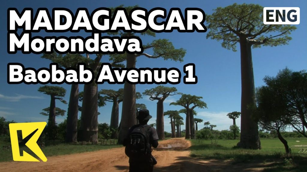 【K】Madagascar Travel-Morondava[마다가스카르 여행-모론다바]바오밥 나무 거리 1/Baobab Avenue 1/Tree/Little Prince/Fruit