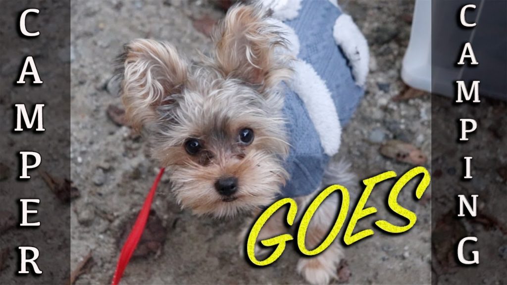 Camper goes camping! Puppy Yorkie overnighter in Japan outdoors